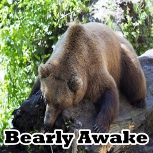 Afficher "Bearly Awake"