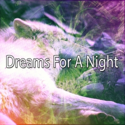 Afficher "Dreams For A Night"