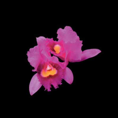 Afficher "Orchid"