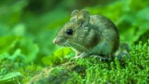 photo d'une souris