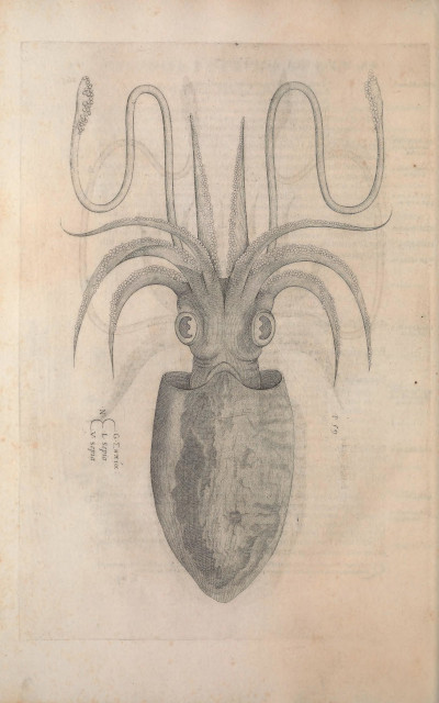 Ippolito Salviani. - Aquatilium animalium historiae, liber primus, cum eorundem formis, aere excusis. – Rome, Ippolito Salviani