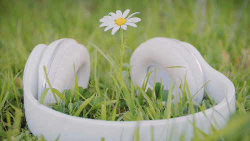 Image d'un casque audio dans l'herbe, entourant une margurite